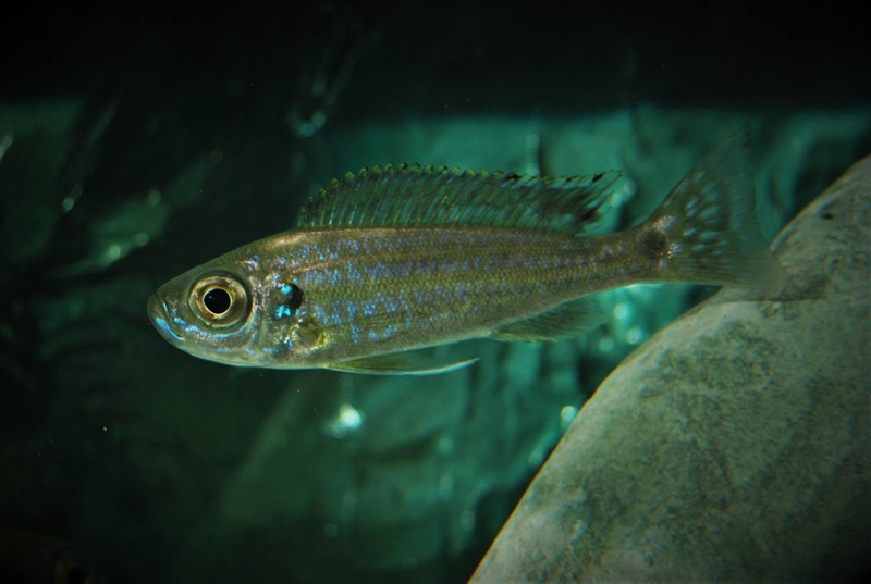 Haplotaxodon trifasciatus 'Burundi'